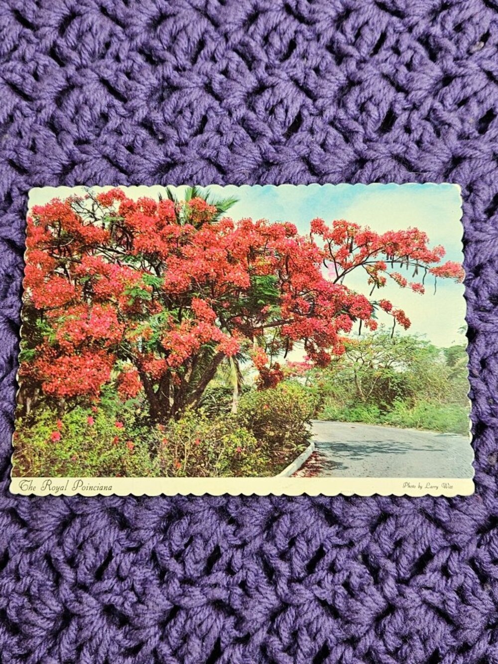 The Royal Poinciana Postcard